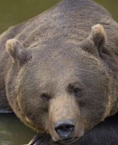 Portrait of a Brown Bear in the Bavarian forest.