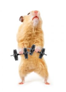 Hamster with bar isolated on white