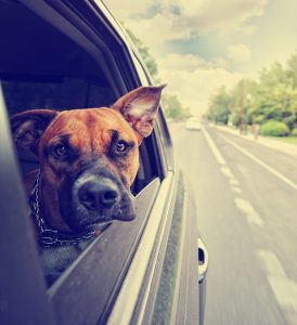 a cute pit bull boxer mix riding in a car toned with a retro vin