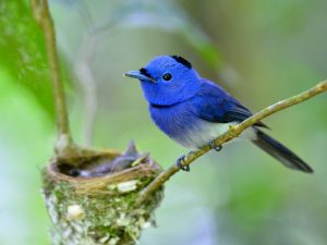 Father Of Black-naped Blue Flycatcher Bird Guarding Its Chicks I