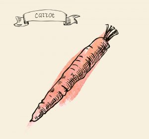 hand drawn vintage illustration of carrot