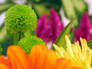 Colorful Flowers, Gerbera In Forground And Chrysanthemum