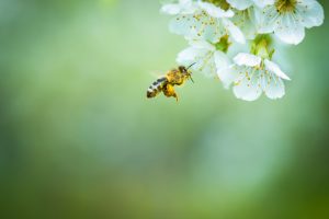 Honey bee in flight approaching blossoming cherry tree